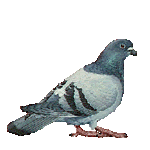 pigeon.gif